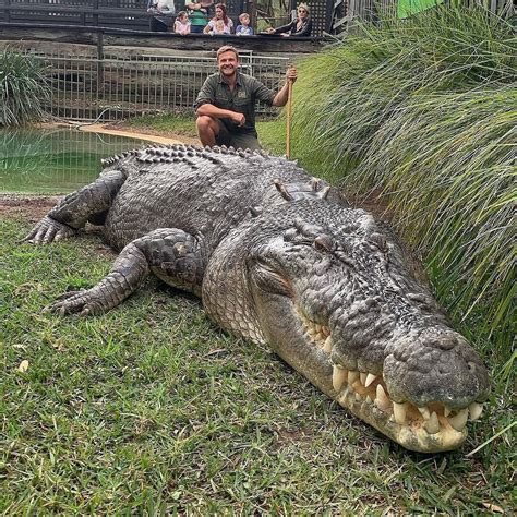 Saltwater Crocodile Size Comparison