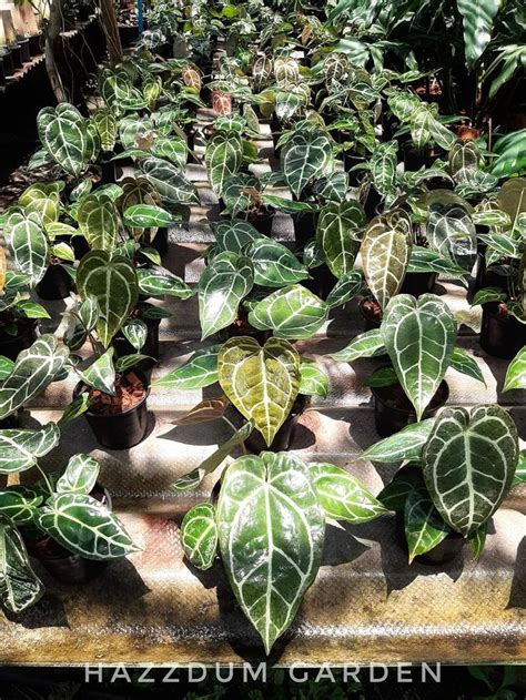 Pin by Supachok Pachaniyom on Anthurium green | Anthurium, Plants, House plants