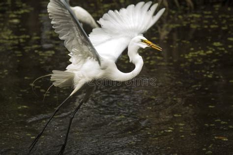 Great Egret Flying Over Water with Fish in Its Bill. Stock Photo - Image of hunting, egret: 92051766