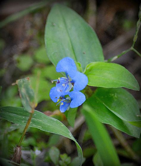 Southwest Florida Gardener: Wildflowers or Weeds?