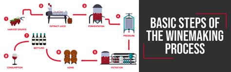 Basic steps of the winemaking process – finding.wine