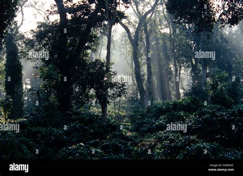 COFFEE PLANTATIONS IN COORG Stock Photo - Alamy