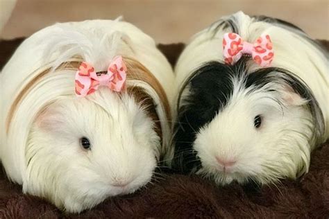 12 Guinea Pig Breeds [with Pictures] | Pet Comments