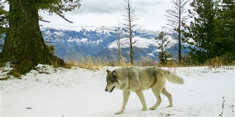 Oregon wolf pack targeted after livestock attack