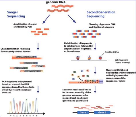 How To Read Sanger Sequencing