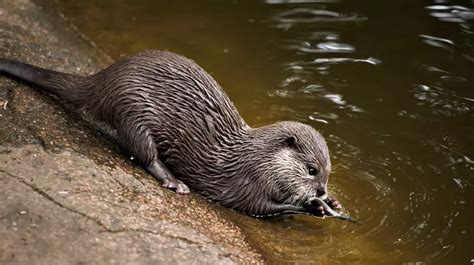 Here's Where You Can Observe River Otters in Colorado