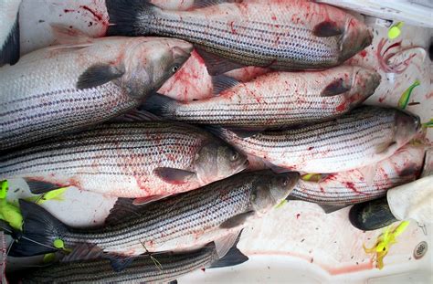 Top Water Charters Fishing Reports and News Beaufort Morehead City ...