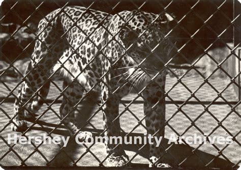 Hershey Zoo: A Walk on the Wild Side – Hershey Community Archives