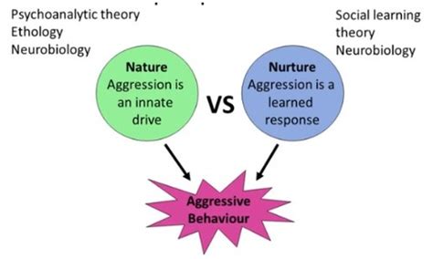 aggression week 11 Flashcards | Quizlet