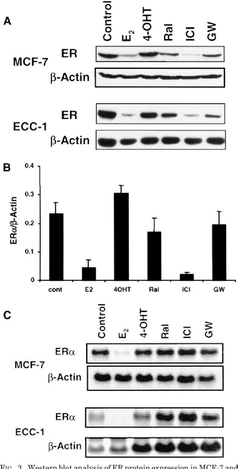 Figure 3 from Molecular mechanism of action at estrogen receptor alpha of a new clinically ...