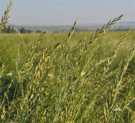 Western Wheatgrass (Pascopyrum smithii) | Applewood Seed Company