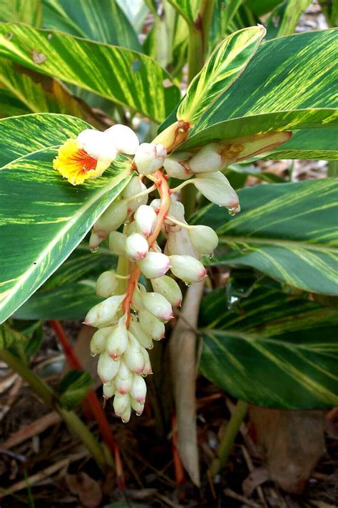 Alpinia zerumbet buy online | Able Nursery | Gold Cost - Brisbane