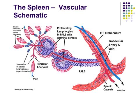 Spleen Histology Drawing