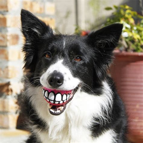 Teeth Ball Is A Very Funny Dog Toy (20 pics)