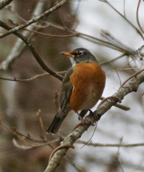 The Greenbelt: A few winter birds