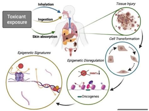 Biomolecules | Free Full-Text | Epigenetic Regulation in Exposome ...