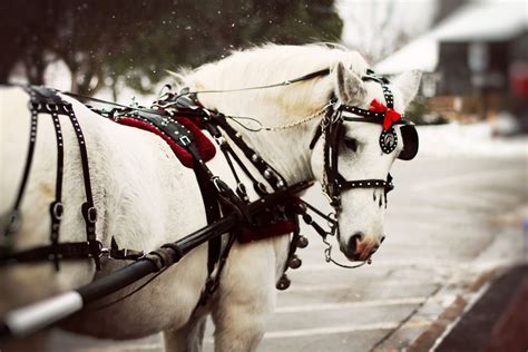 bells on bobtails ring (by Simply Stardust) All The Pretty Horses ...