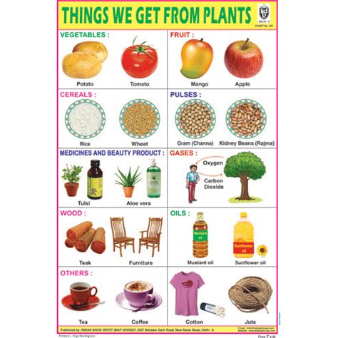 THINGS WE GET FROM PLANTS CHART SIZE 12X18 (INCHS) 300GSM ARTCARD