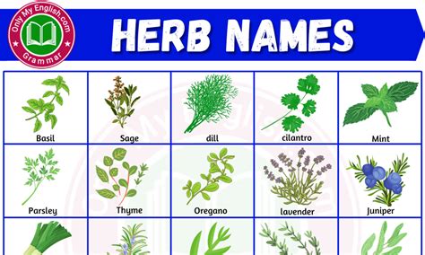 Herbs Names In English