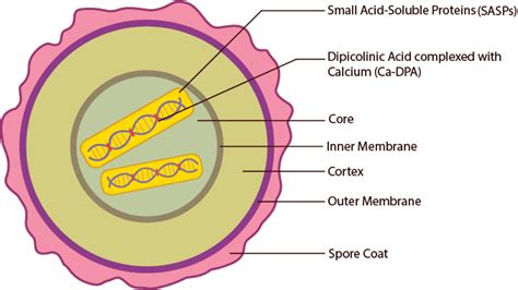 Endospore resistance is due to(a)Dipicolinic acid(b)Impervious coat(c)Dehydrated protoplasm(d ...