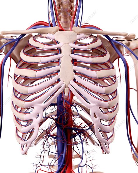 Human Thorax Anatomy Diagram