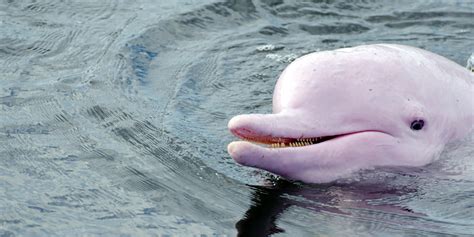 Super Rare Pink Dolphin Comes Out Of Hiding After 8 Years