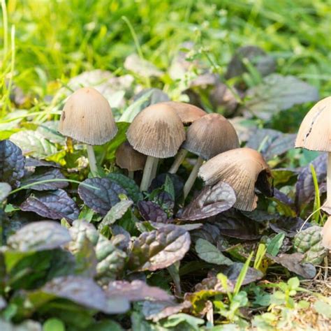 Inky Cap Mushrooms: Identification, Foraging, and Cooking - Mushroom ...