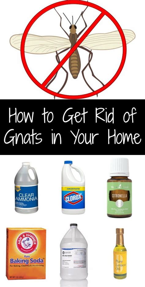 Effective and Easy: How to Get Rid of Gnats in Your Home | How to get rid of gnats, Cleaning ...