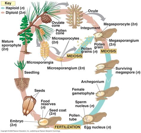 My Newsroom: Biology: Gymnosperms