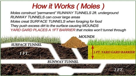 Get Rid Of Moles And Yards - delposts