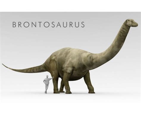 Facts about Brontosaurus Dinosaur for Kids