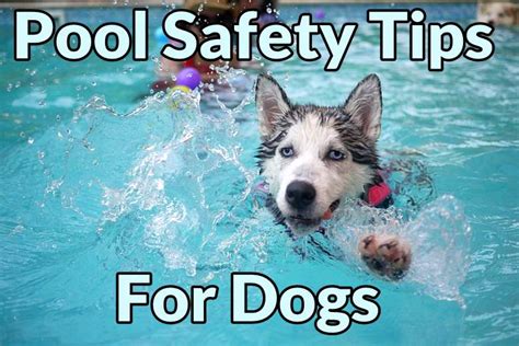 Pool Safety for Dogs - 5 Useful and Important Tips