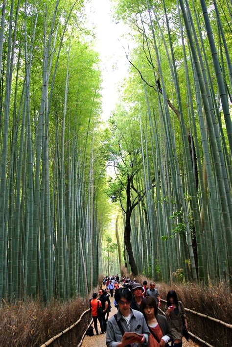 Free Images : tree, nature, sunlight, green, jungle, rainforest, wetland, kyoto, grove, woodland ...