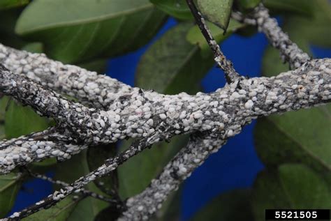 crapemyrtle bark scale (Acanthococcus lagerstroemiae ) on crapemyrtle (Lagerstroemia indica ...