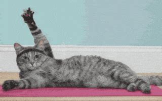 Cat Stretch GIFs - Find & Share on GIPHY