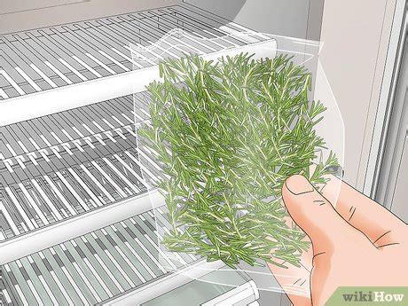 How to Harvest Rosemary: 8 Steps (with Pictures) - wikiHow