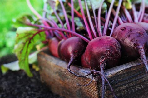 What are the Health Benefits of Beetroot?