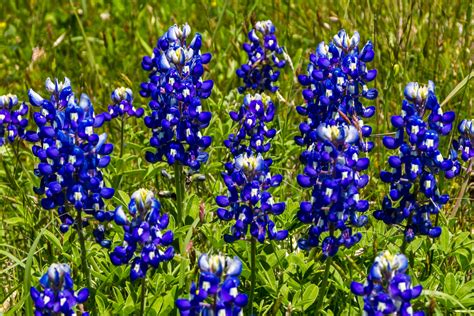 Lupine, Texas Bluebonnet – Hometown Seeds