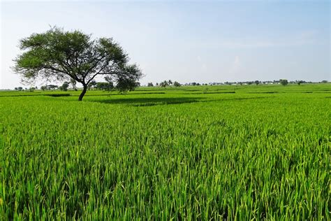 Rice Fields Gangavati Karnataka · Free photo on Pixabay