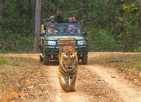 Kanha Jeep Safari, Kanha National Park - Timings, Safari Cost, Best Time to Visit