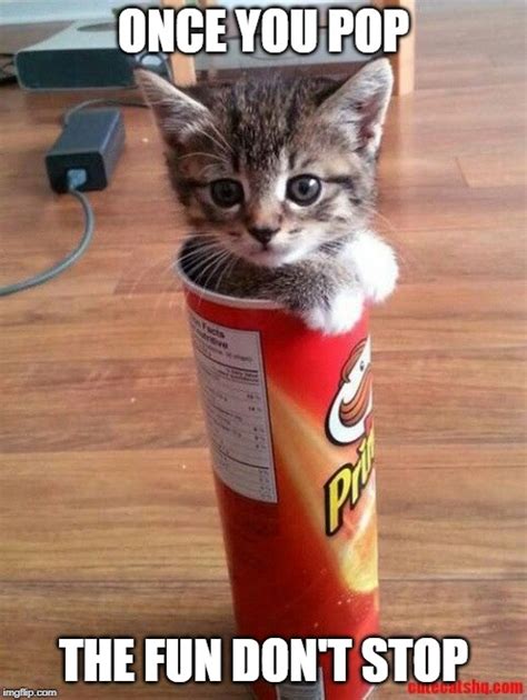 Kitty Chips - Imgflip | Image animaux, Chats et chatons, Cute kittens