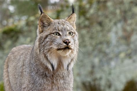 Biogenus - Animaux vertébrés - Fiche du lynx du Canada