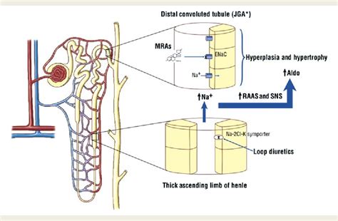 Figure 1 from Mineralocorticoid receptor antagonism: therapeutic potential in acute heart ...