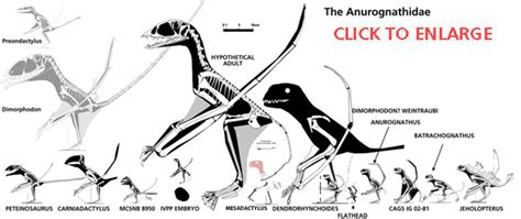 IVPP V13758 embryo pterosaur