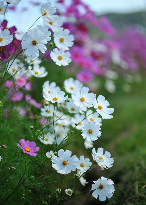 white Cosmos | Cosmos flowers, Amazing flowers, Flowers nature