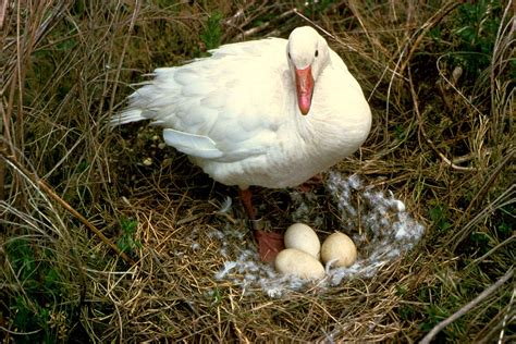 Free picture: snow, goose, bird, stands, nest, eggs