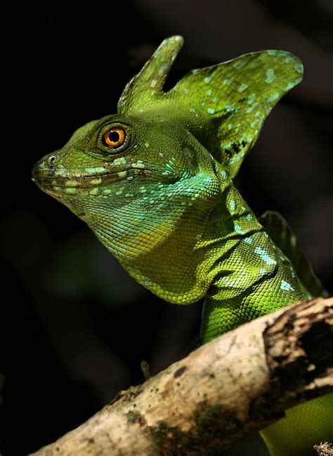 Basiliscus: Photo by Photographer Jim Hoffman Lizards, Snakes ...