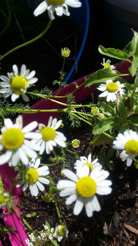 Chamomile | Garden, Plants, Chamomiles