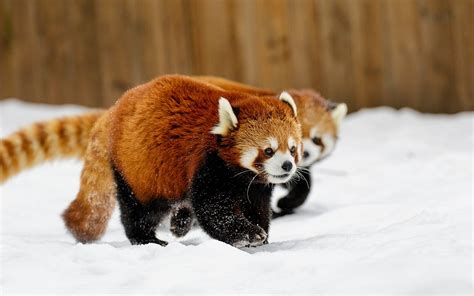 Two red pandas, animals, snow, red panda HD wallpaper | Wallpaper Flare