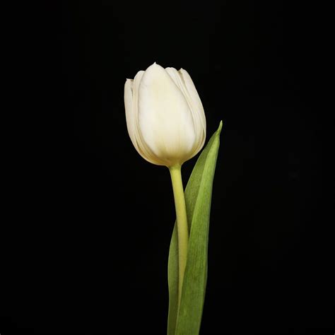 Portrait of a White Tulip No. 2 | White tulips, Amazing nature photography, Tulips art